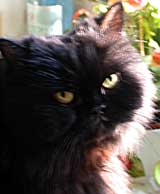 Photo du chat Persan noir clair par le soleil.